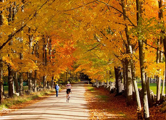 Fahrradfahrer unter herbstlichen Bäumen